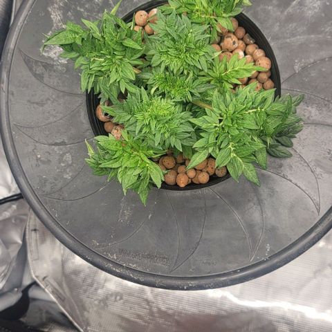 Freakshow  growlog timeline photo