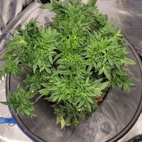 Freakshow  growlog timeline photo