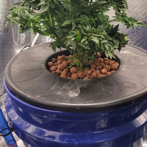 Freakshow  growlog timeline photo