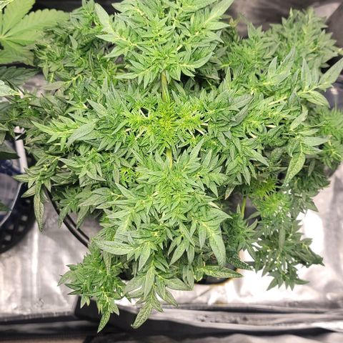 Freakshow  growlog timeline photo