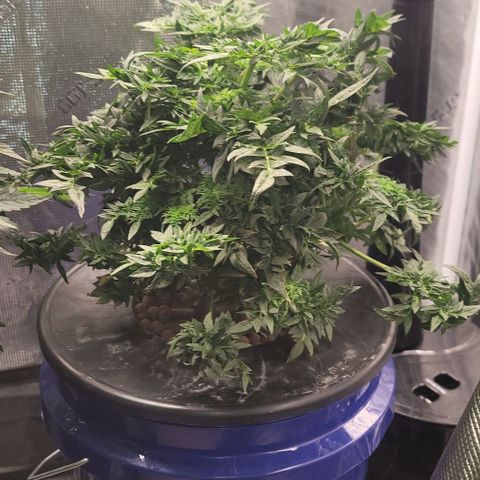 Freakshow  growlog timeline photo
