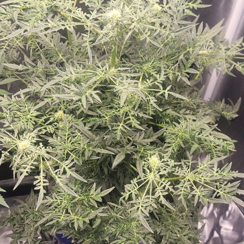 Freakshow  growlog timeline photo