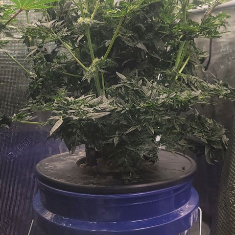 Freakshow  growlog timeline photo