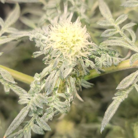 Freakshow  growlog timeline photo