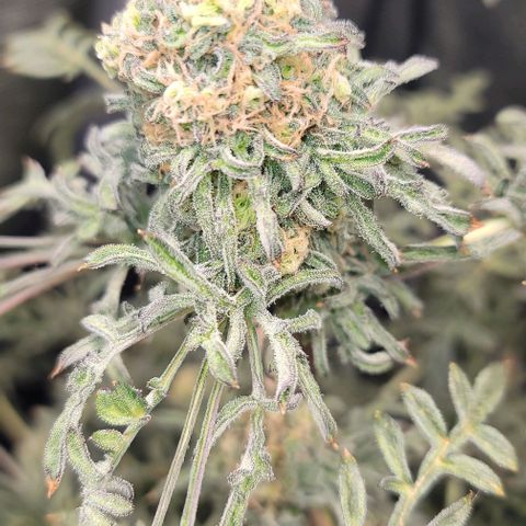 Freakshow  growlog timeline photo