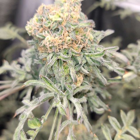 Freakshow  growlog timeline photo