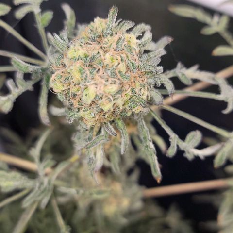Freakshow  growlog timeline photo