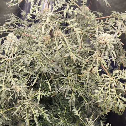 Freakshow  growlog timeline photo