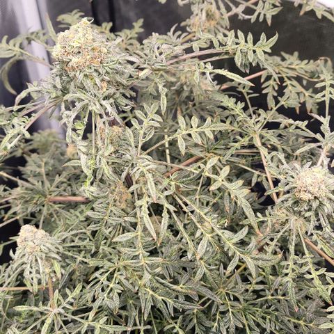 Freakshow  growlog timeline photo