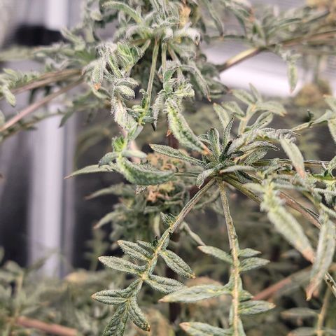 Freakshow  growlog timeline photo