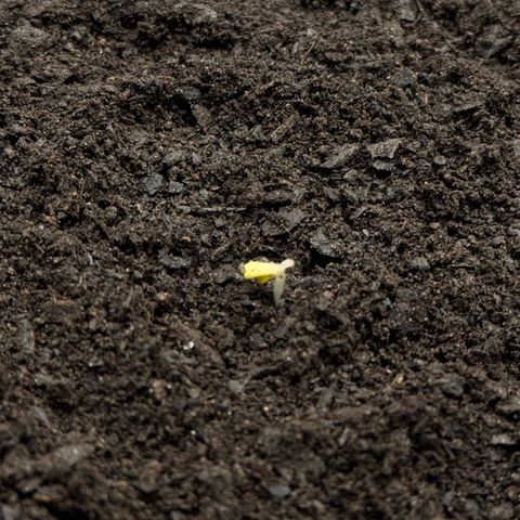 Deimos Mazaar AUTO - Latitud Sur growlog timeline photo