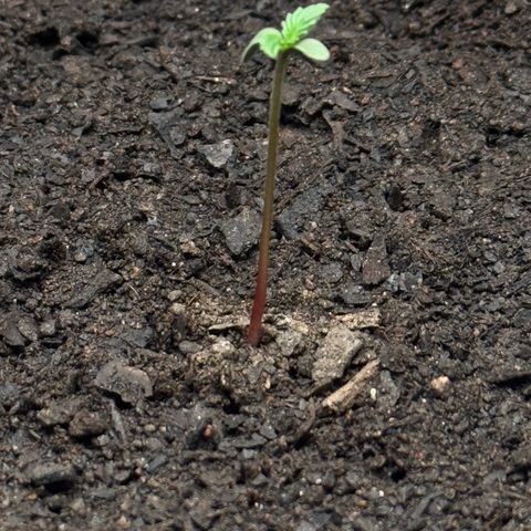 Deimos Mazaar AUTO - Latitud Sur growlog timeline photo