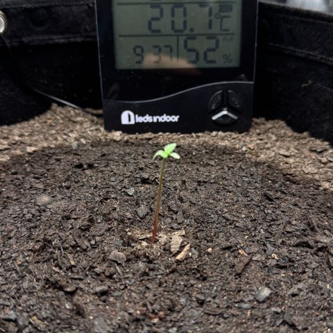 Deimos Mazaar AUTO - Latitud Sur growlog timeline photo