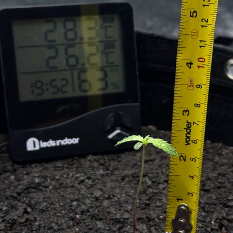 Deimos Mazaar AUTO - Latitud Sur growlog timeline photo