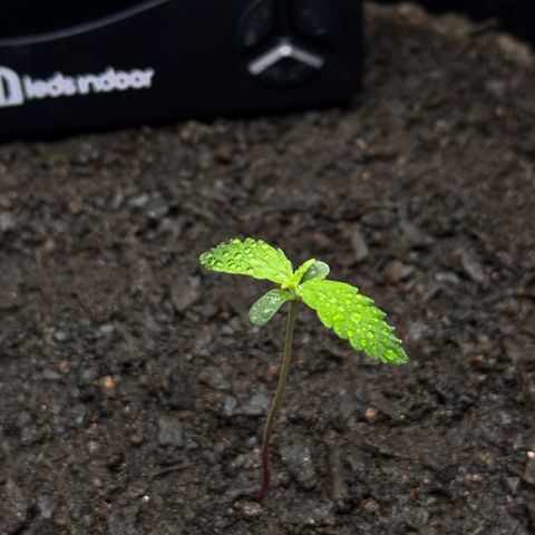 Deimos Mazaar AUTO - Latitud Sur growlog timeline photo