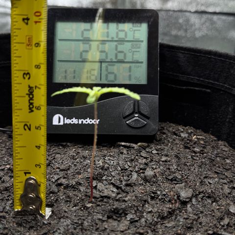 Deimos Mazaar AUTO - Latitud Sur growlog timeline photo