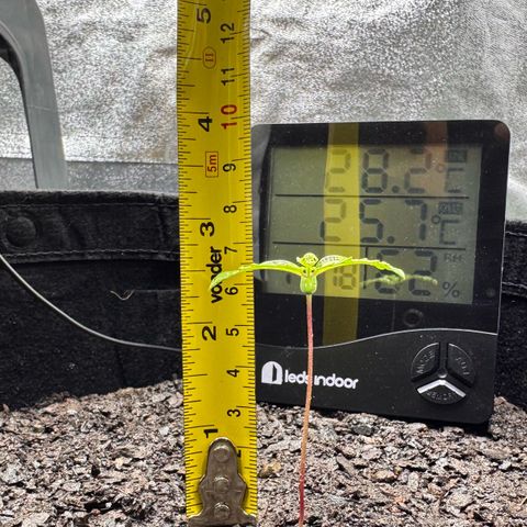 Deimos Mazaar AUTO - Latitud Sur growlog timeline photo
