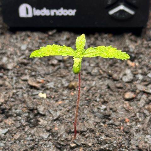Deimos Mazaar AUTO - Latitud Sur growlog timeline photo