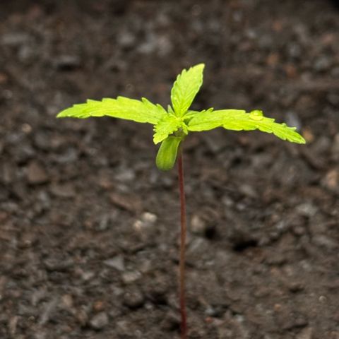 Deimos Mazaar AUTO - Latitud Sur growlog timeline photo