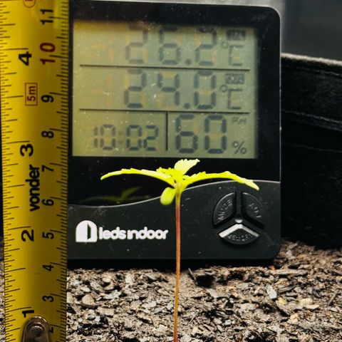 Deimos Mazaar AUTO - Latitud Sur growlog timeline photo