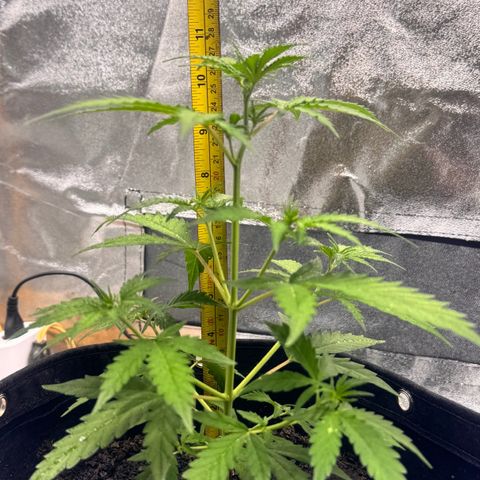 Deimos Mazaar AUTO - Latitud Sur growlog timeline photo