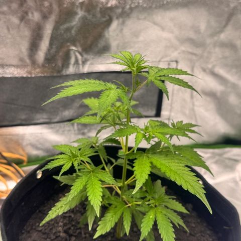 Deimos Mazaar AUTO - Latitud Sur growlog timeline photo
