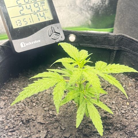 Deimos Mazaar AUTO - Latitud Sur growlog timeline photo