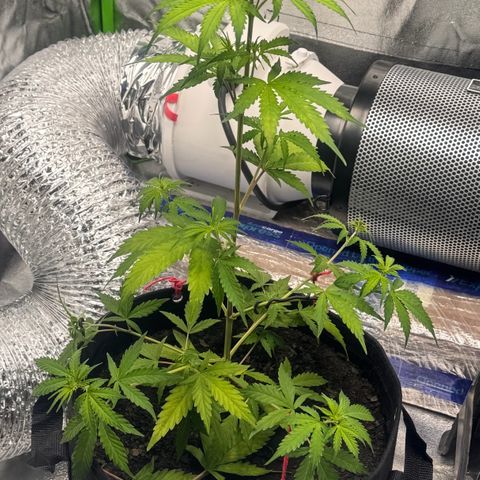 Deimos Mazaar AUTO - Latitud Sur growlog timeline photo