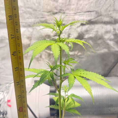 Deimos Mazaar AUTO - Latitud Sur growlog timeline photo