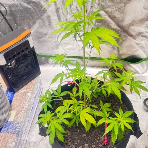 Deimos Mazaar AUTO - Latitud Sur growlog timeline photo