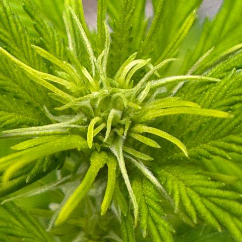 Deimos Mazaar AUTO - Latitud Sur growlog timeline photo