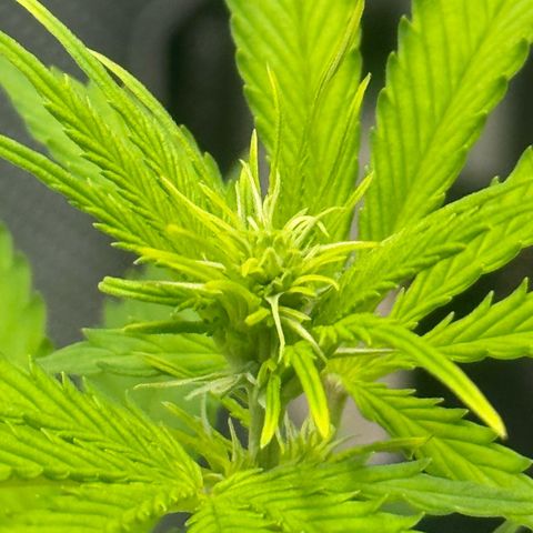 Deimos Mazaar AUTO - Latitud Sur growlog timeline photo