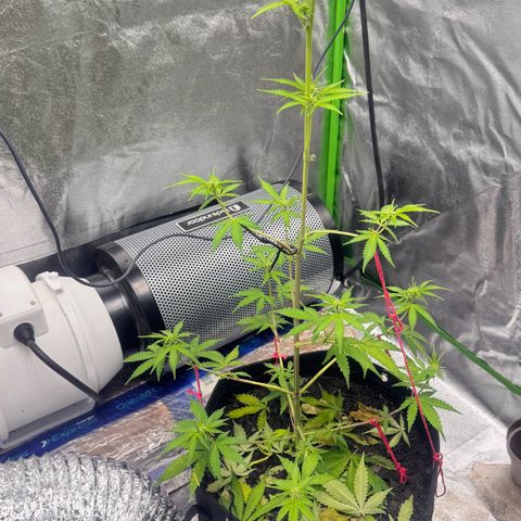 Deimos Mazaar AUTO - Latitud Sur growlog timeline photo