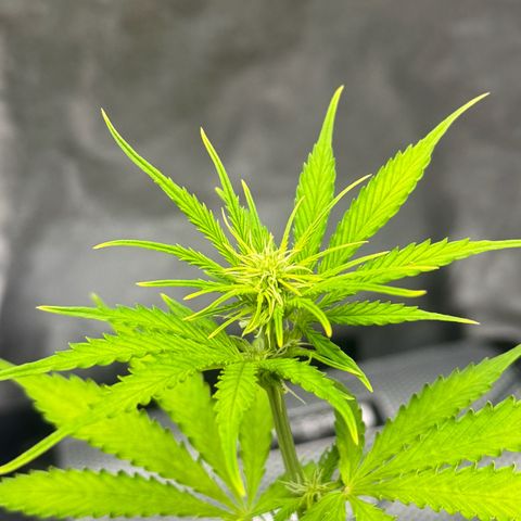 Deimos Mazaar AUTO - Latitud Sur growlog timeline photo