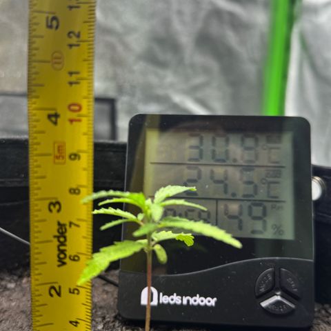Deimos Mazaar AUTO - Latitud Sur growlog timeline photo