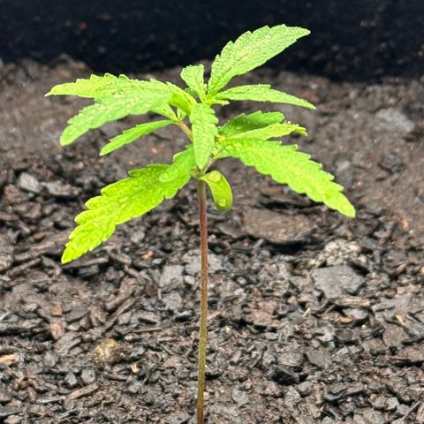Deimos Mazaar AUTO - Latitud Sur growlog timeline photo