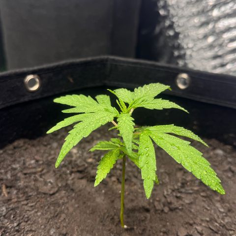 Deimos Mazaar AUTO - Latitud Sur growlog timeline photo