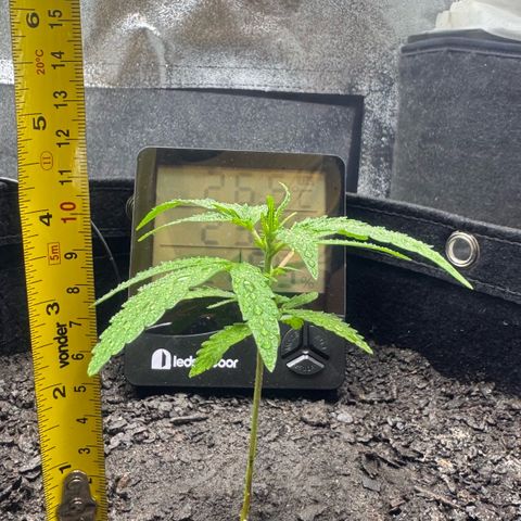 Deimos Mazaar AUTO - Latitud Sur growlog timeline photo