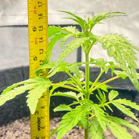 Deimos Mazaar AUTO - Latitud Sur growlog timeline photo