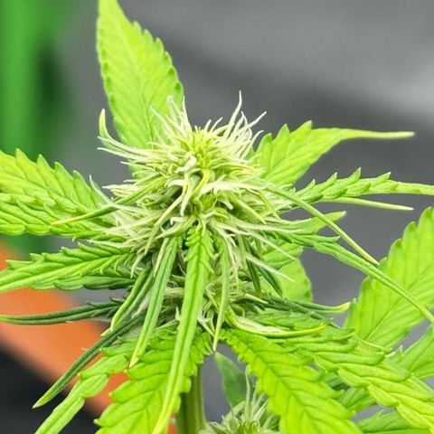 Deimos Mazaar AUTO - Latitud Sur growlog timeline photo