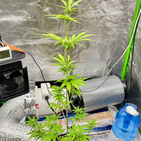 Deimos Mazaar AUTO - Latitud Sur growlog timeline photo