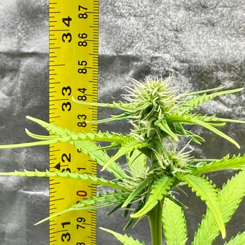 Deimos Mazaar AUTO - Latitud Sur growlog timeline photo