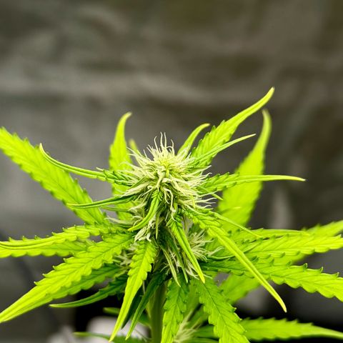 Deimos Mazaar AUTO - Latitud Sur growlog timeline photo