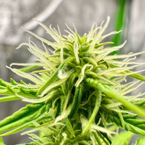 Deimos Mazaar AUTO - Latitud Sur growlog timeline photo