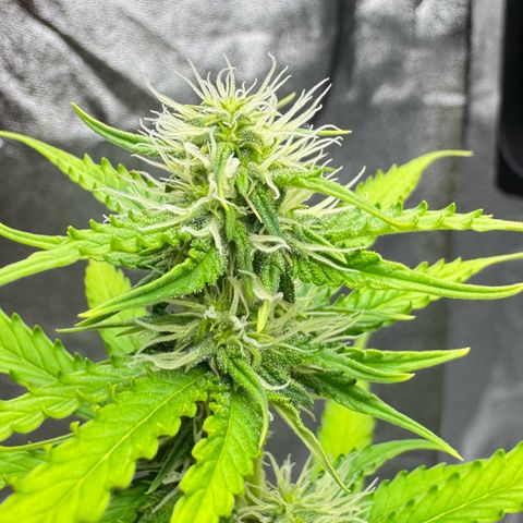 Deimos Mazaar AUTO - Latitud Sur growlog timeline photo