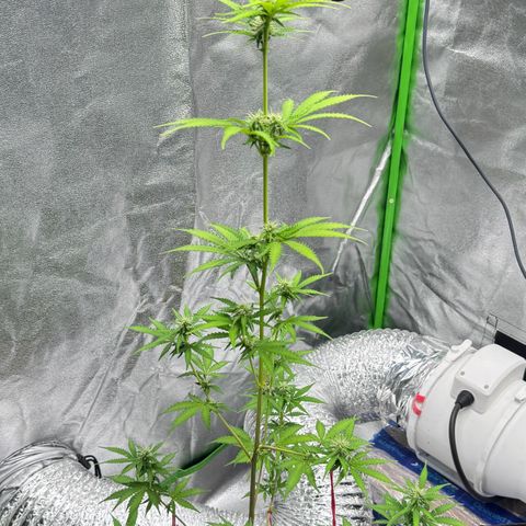 Deimos Mazaar AUTO - Latitud Sur growlog timeline photo