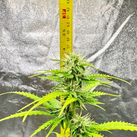 Deimos Mazaar AUTO - Latitud Sur growlog timeline photo