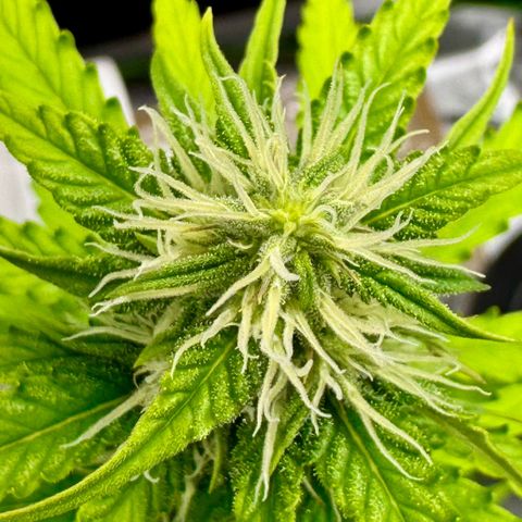 Deimos Mazaar AUTO - Latitud Sur growlog timeline photo