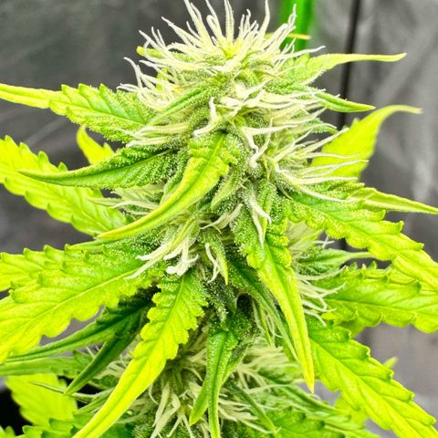 Deimos Mazaar AUTO - Latitud Sur growlog timeline photo