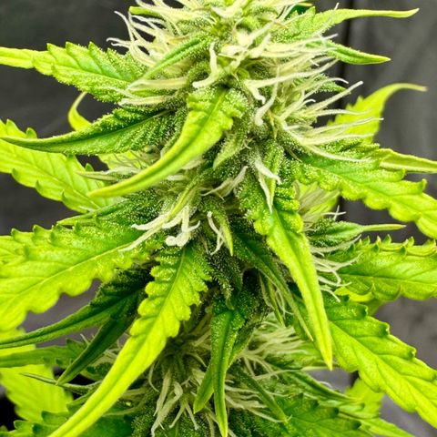 Deimos Mazaar AUTO - Latitud Sur growlog timeline photo